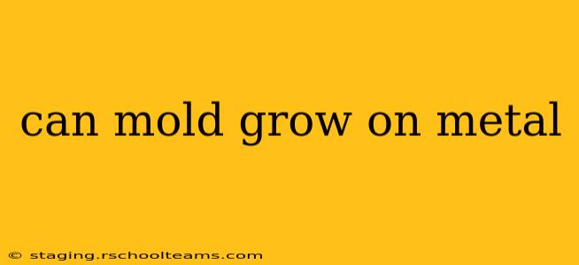 can mold grow on metal