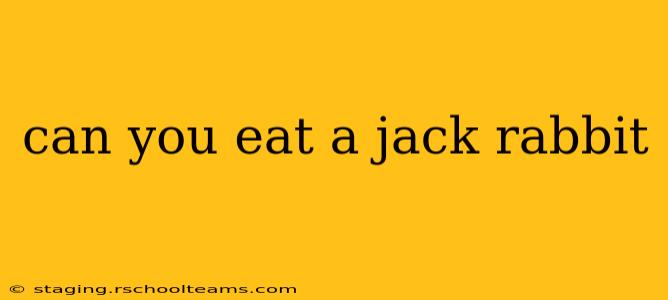 can you eat a jack rabbit