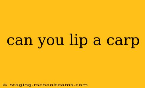 can you lip a carp