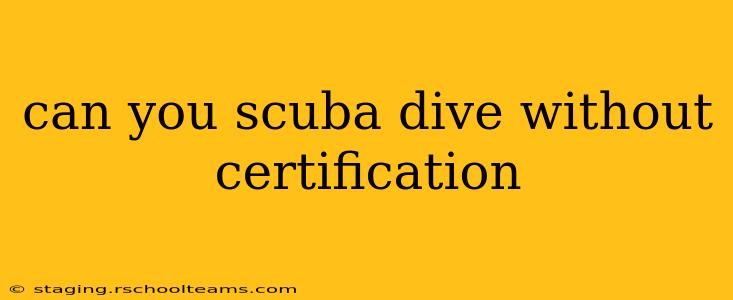 can you scuba dive without certification
