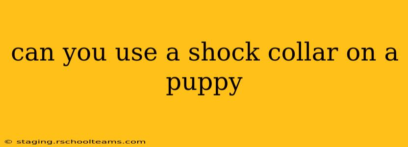can you use a shock collar on a puppy