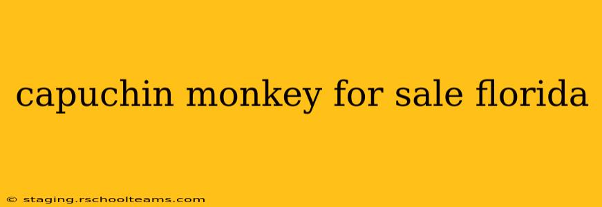 capuchin monkey for sale florida