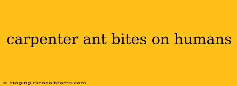 carpenter ant bites on humans