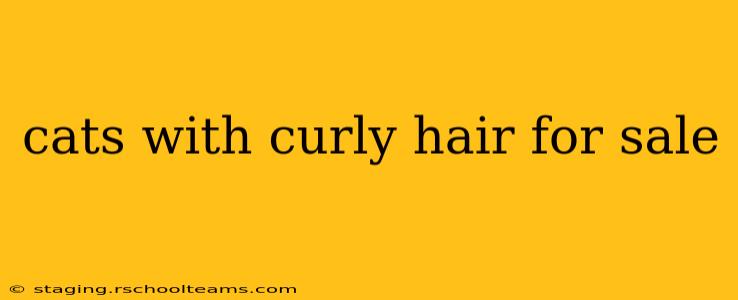 cats with curly hair for sale