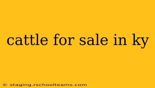 cattle for sale in ky