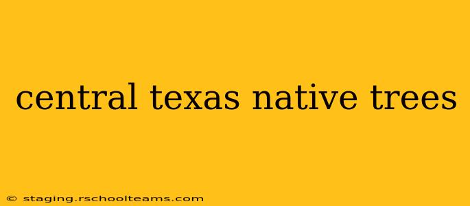 central texas native trees