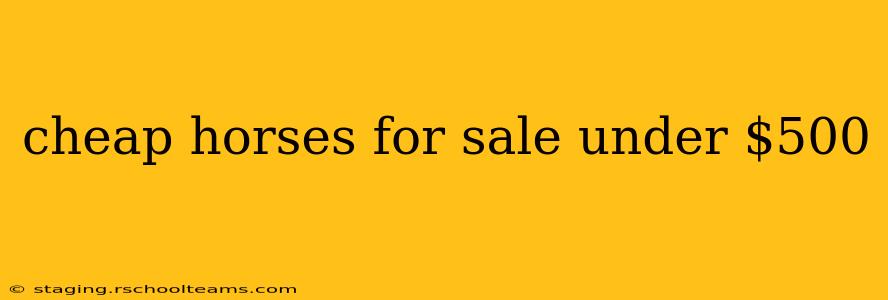 cheap horses for sale under $500