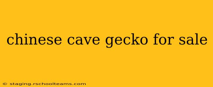 chinese cave gecko for sale