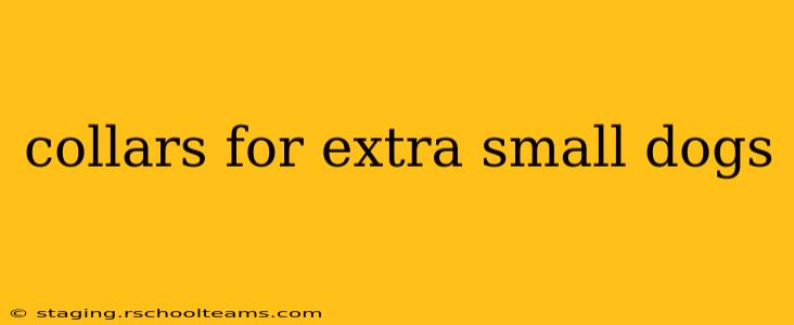 collars for extra small dogs