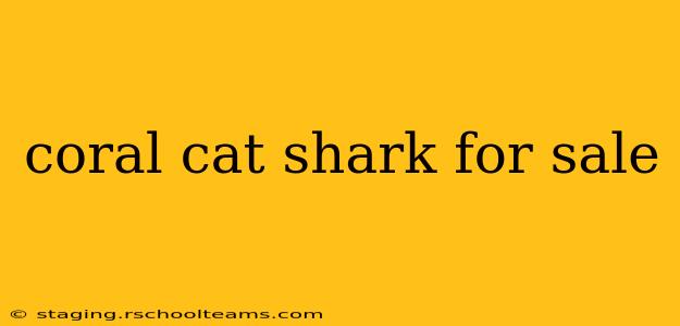 coral cat shark for sale