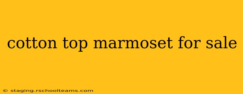 cotton top marmoset for sale