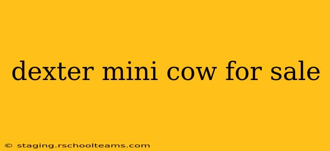 dexter mini cow for sale