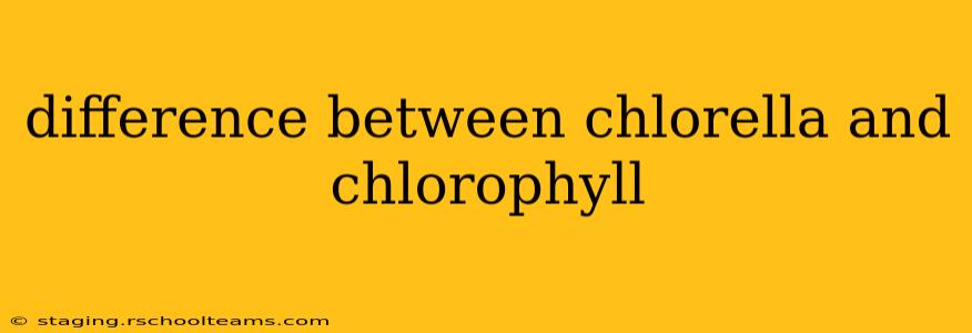 difference between chlorella and chlorophyll