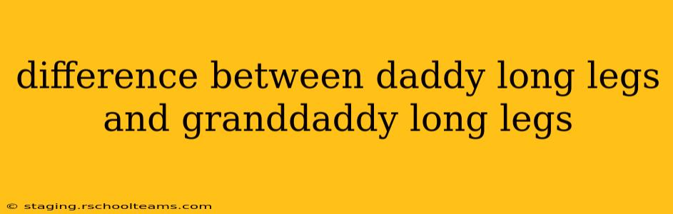 difference between daddy long legs and granddaddy long legs