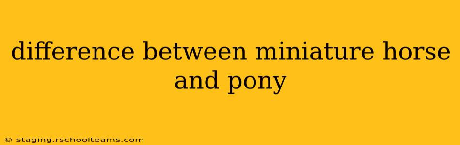difference between miniature horse and pony