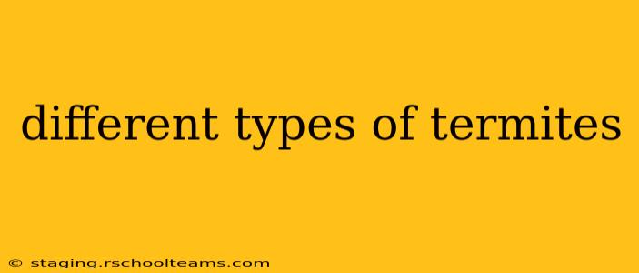 different types of termites
