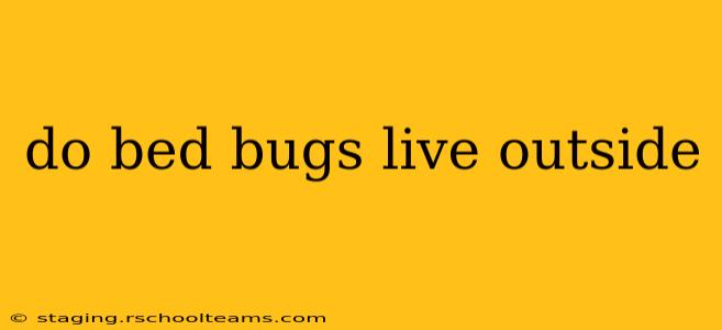 do bed bugs live outside