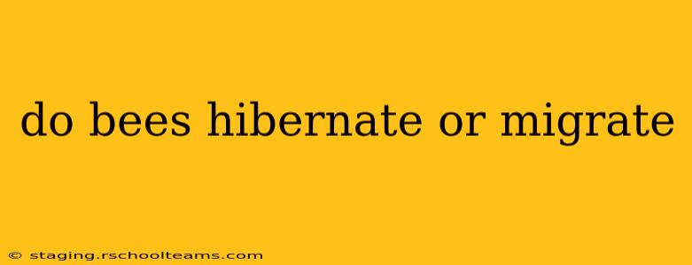 do bees hibernate or migrate