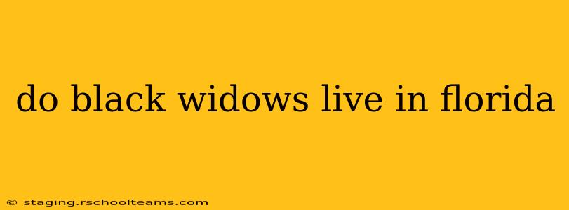 do black widows live in florida