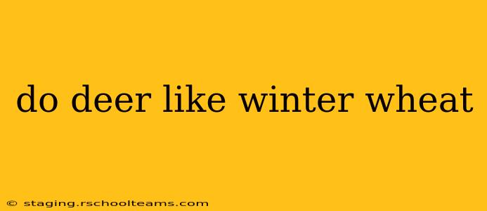 do deer like winter wheat
