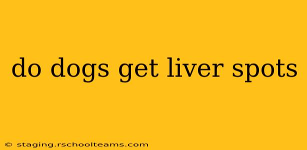 do dogs get liver spots