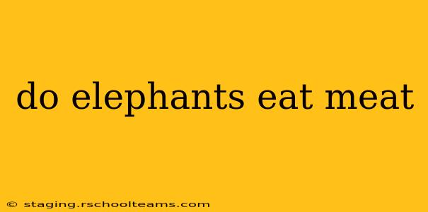 do elephants eat meat