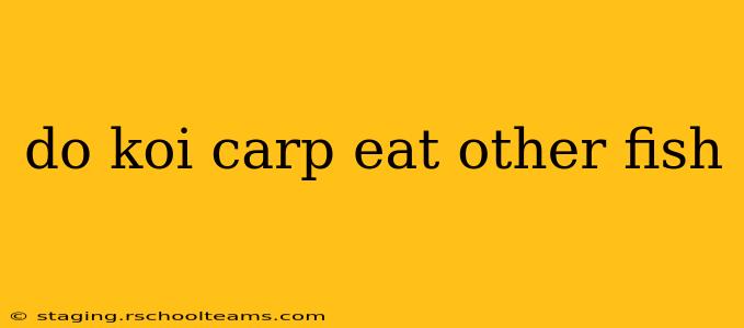 do koi carp eat other fish