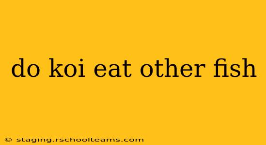 do koi eat other fish