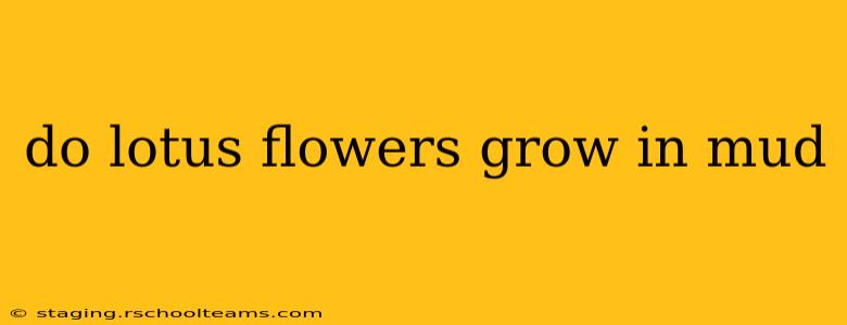 do lotus flowers grow in mud