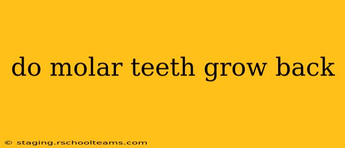 do molar teeth grow back