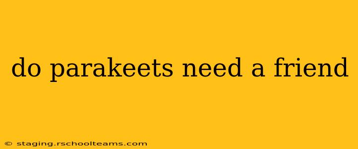 do parakeets need a friend
