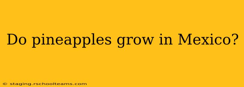 Do pineapples grow in Mexico?