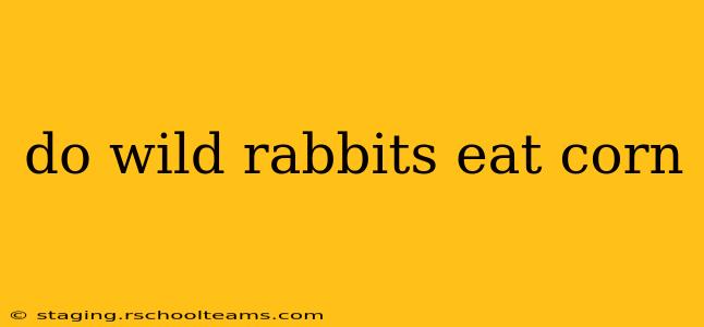do wild rabbits eat corn