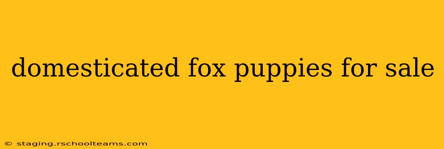 domesticated fox puppies for sale