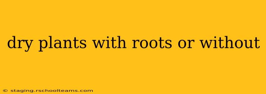 dry plants with roots or without