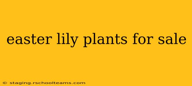 easter lily plants for sale