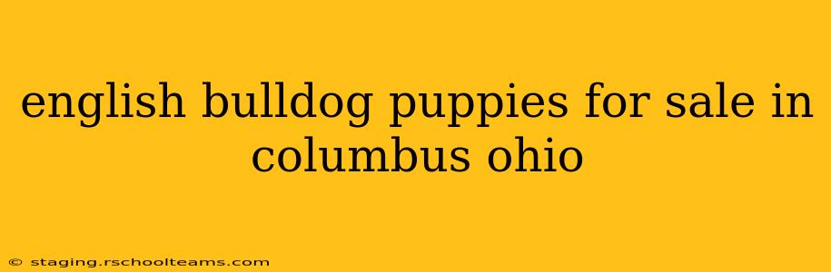 english bulldog puppies for sale in columbus ohio