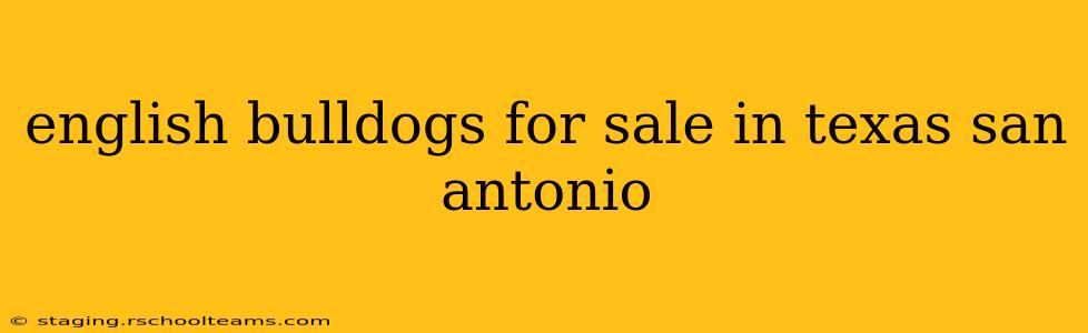 english bulldogs for sale in texas san antonio