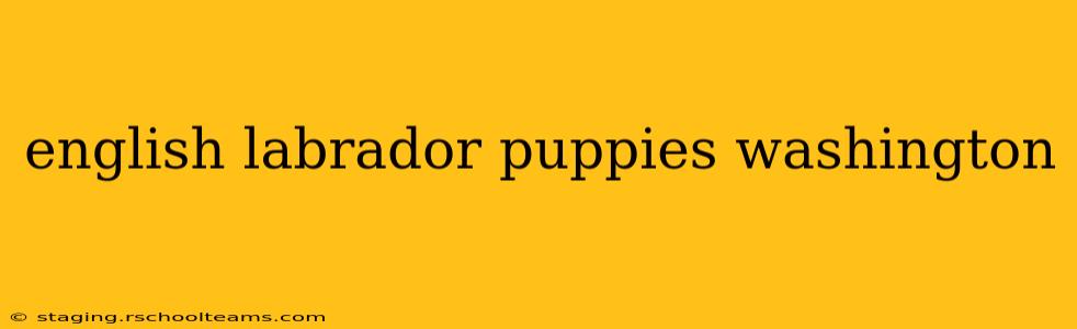 english labrador puppies washington