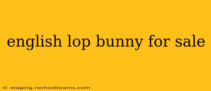 english lop bunny for sale
