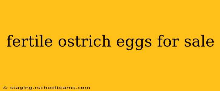 fertile ostrich eggs for sale