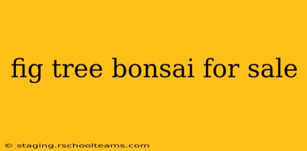 fig tree bonsai for sale