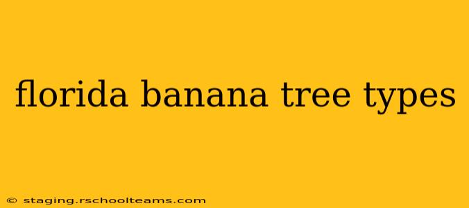 florida banana tree types