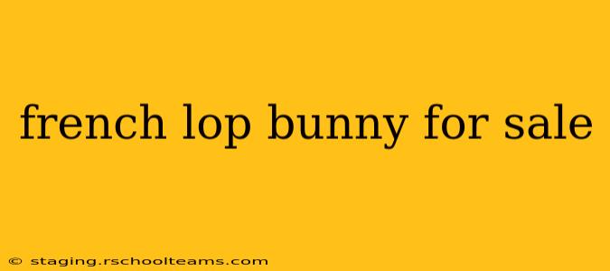 french lop bunny for sale