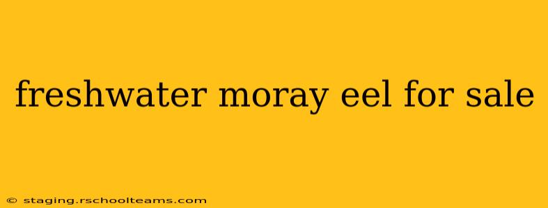 freshwater moray eel for sale