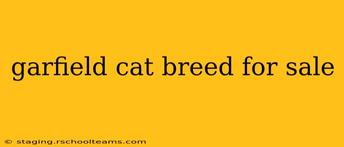 garfield cat breed for sale