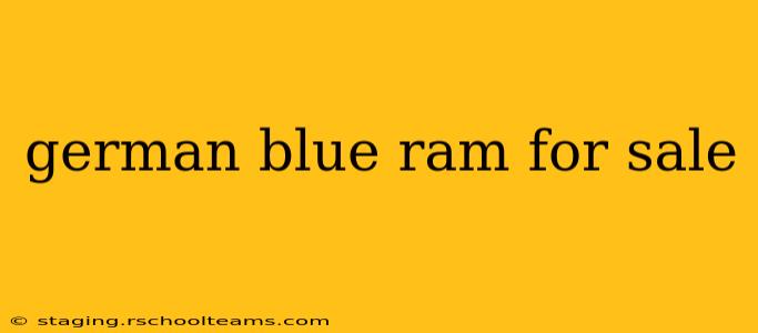 german blue ram for sale