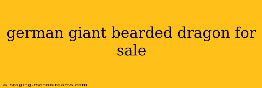 german giant bearded dragon for sale