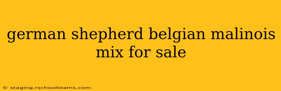 german shepherd belgian malinois mix for sale