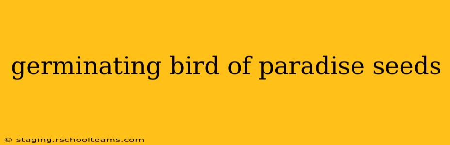 germinating bird of paradise seeds